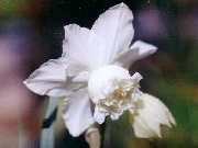 White Marvel